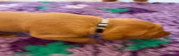Labrador Retriever dogs for sale: Red Fox Labradors - Advert 10