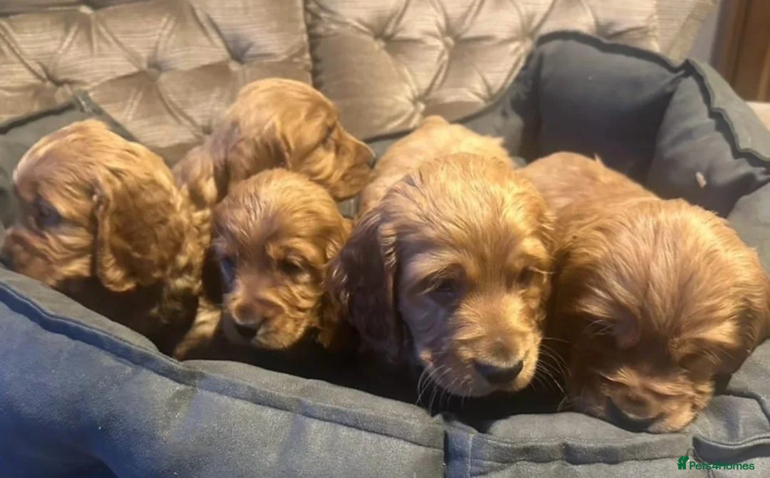 Cocker Spaniel dogs for sale: Cocker spaniel puppys in Portsmouth - Advert 1