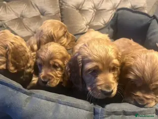 Cocker Spaniel dogs Cocker spaniel puppys in Portsmouth - Advert 2