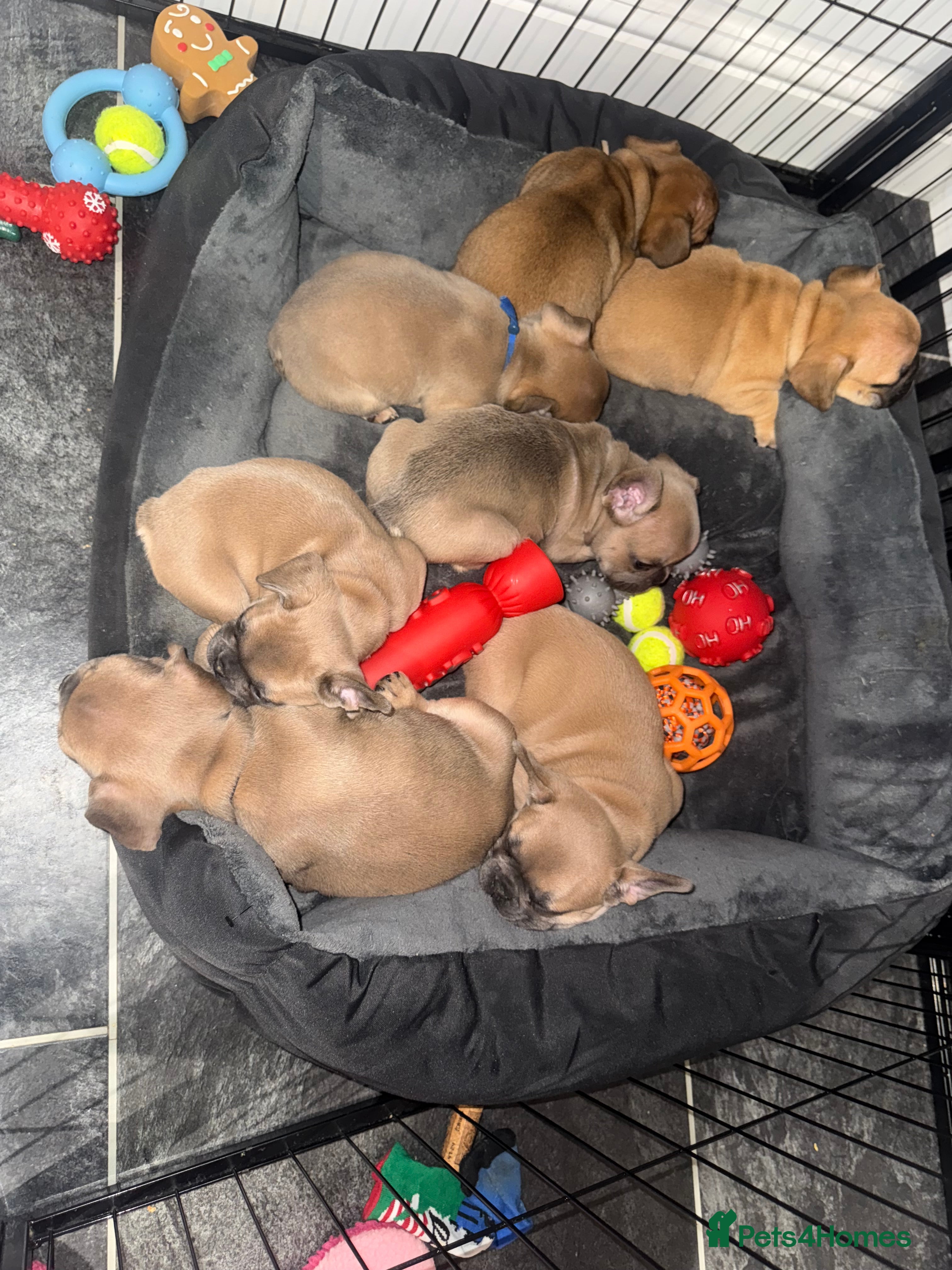 French Bulldog dogs KC REGISTERED French Bulldog (REDUCED) - Advert 2