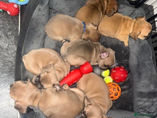 French Bulldog dogs KC REGISTERED French Bulldog (REDUCED) - Advert 2