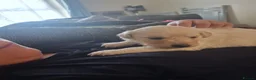 Bordoodle dogs for sale: Gorgeous Bordoodles in Plymouth - Advert 2