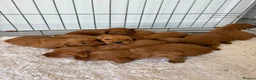 Cockapoo dogs for sale: F1 Cockerpoo Puppies  - Advert 13