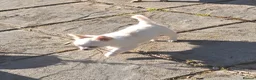 Chihuahua dogs for sale: KC Reg Chihuahua Pups, Champion lines. - Advert 29