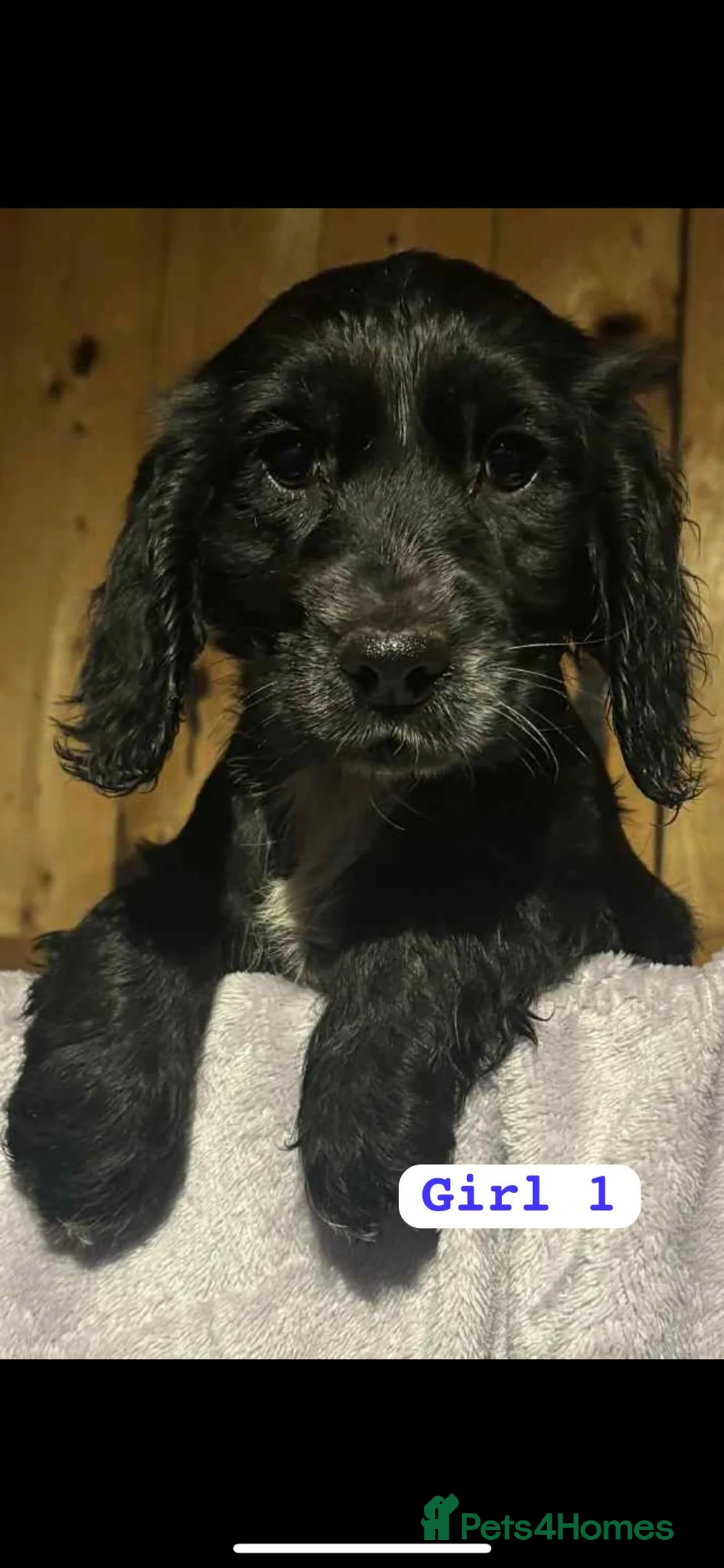 Cocker Spaniel dogs for sale: Cocker spaniel  - Advert 2