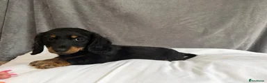 Dachshund 1