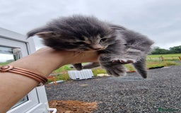 Maine Coon cats for sale: Blue/Silver Tabby Main Coon - Image 5