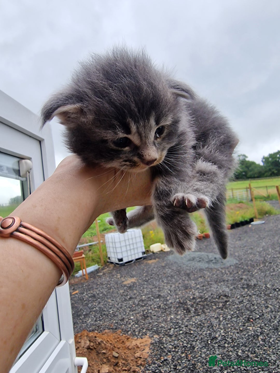 Maine Coon cats for sale: Blue/Silver Tabby Main Coon - Image 5