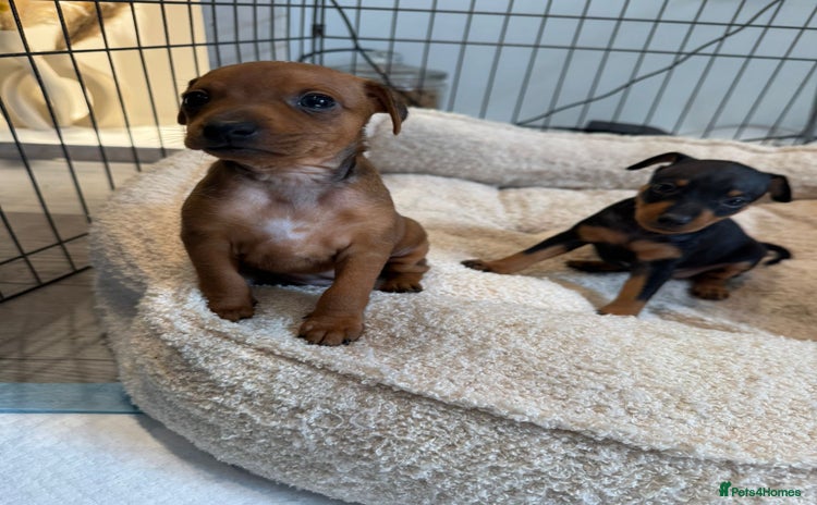 Miniature Pinscher dogs - Advert 1