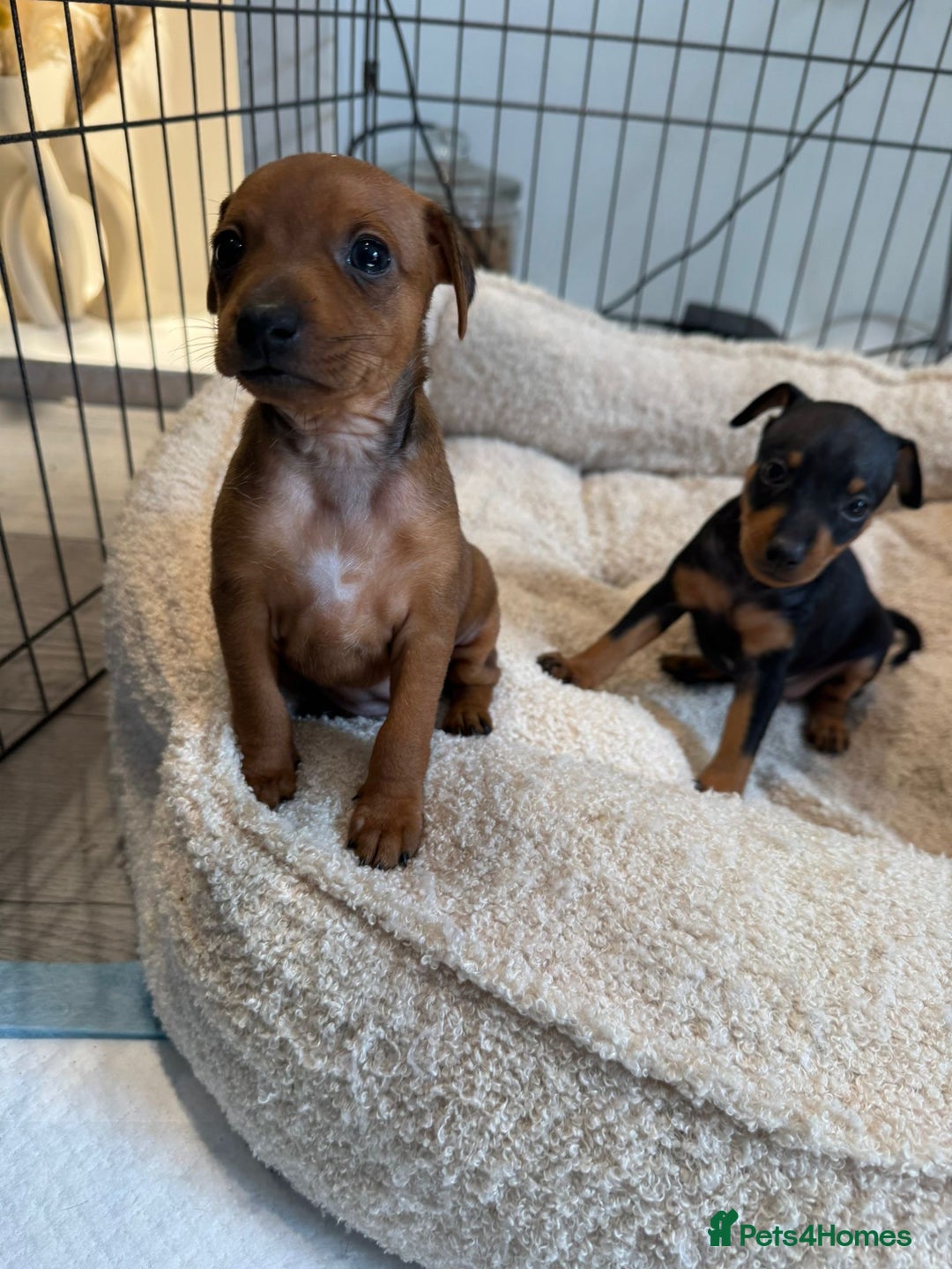 Miniature Pinscher dogs for sale: Beautiful Miniature pinscher puppies - Image 1