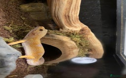Leopard Gecko reptiles for sale: Leopard gecko - Image 6