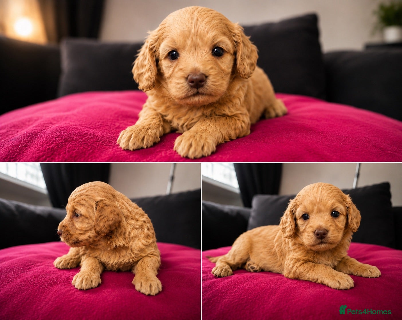 Cockapoo dogs 5* rated licensed vet approved F2b Toy Mini pups - Advert 1