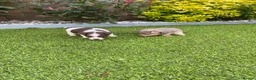 Jack Russell dogs for sale: Gorgeous Miniature Jack Russell Puppies  - Advert 7