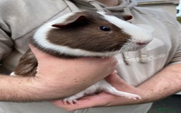Guinea Pig rodents for sale: Lone Male Guinea Pig looking for loving home  - Image 1