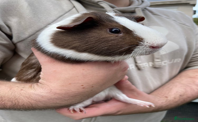 Guinea Pig rodents - Advert 14