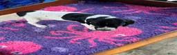 Pointer dogs for sale: Only 4 bitches remaining  - Advert 6