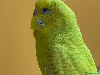 Budgerigars birds Yellow budgie for sale - Advert 1
