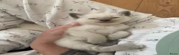 Ragdoll cats for sale: Bluepoint ragdolls for sale  in Liverpool - Advert 19