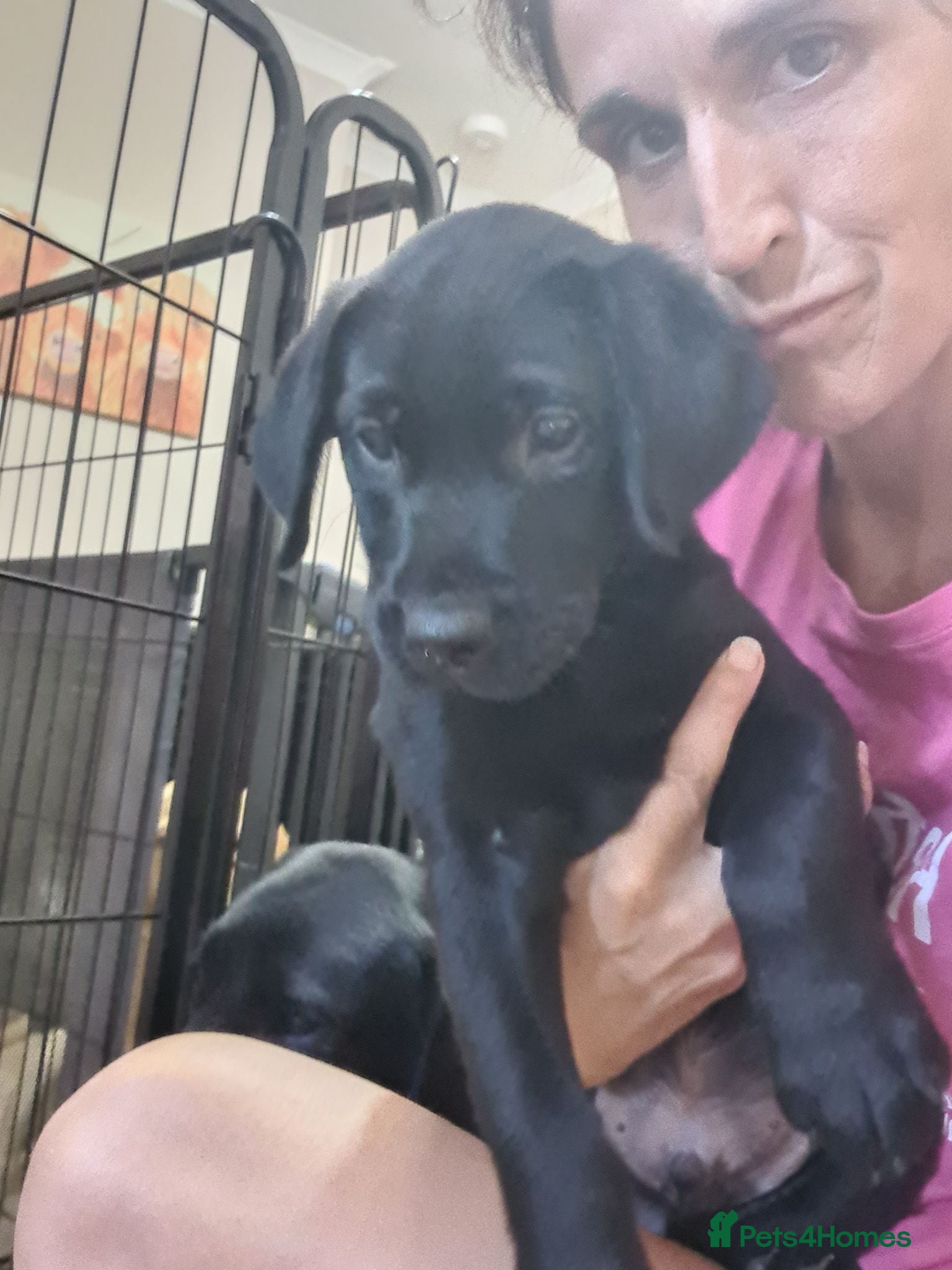 Labrador Retriever dogs Last KC black Labrador Boy  - Advert 3