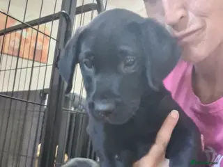 Labrador Retriever dogs Last KC black Labrador Boy - Advert 3