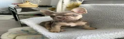 French Bulldog dogs for stud: Stunning French Bulldog For Stud - Advert 12