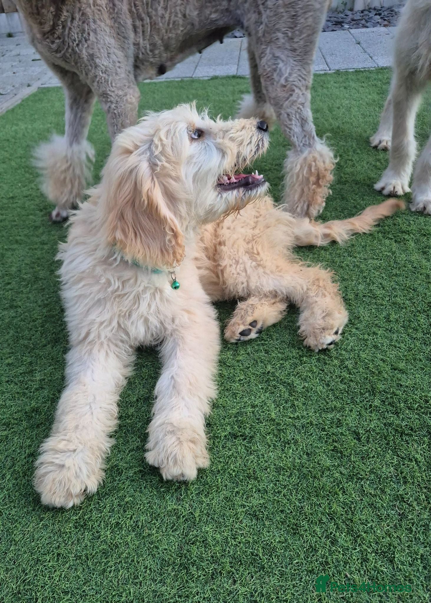 Goldendoodle dogs F1 standard goldendoodle  - Advert 1