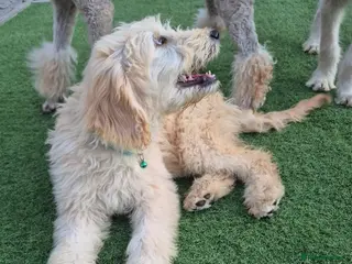 Goldendoodle dogs F1 standard goldendoodle - Advert 1
