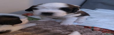 Saint Bernard Puppy 3