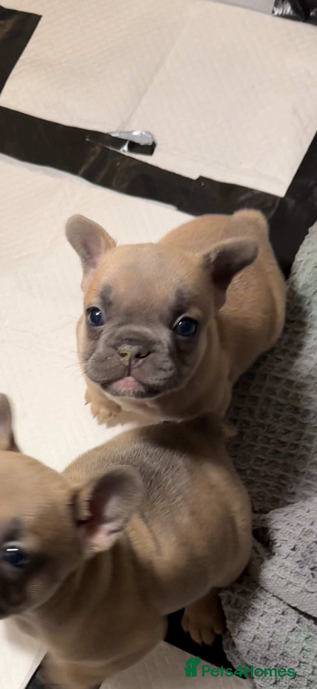 French Bulldog dogs for sale: French bulldog  - Advert 16