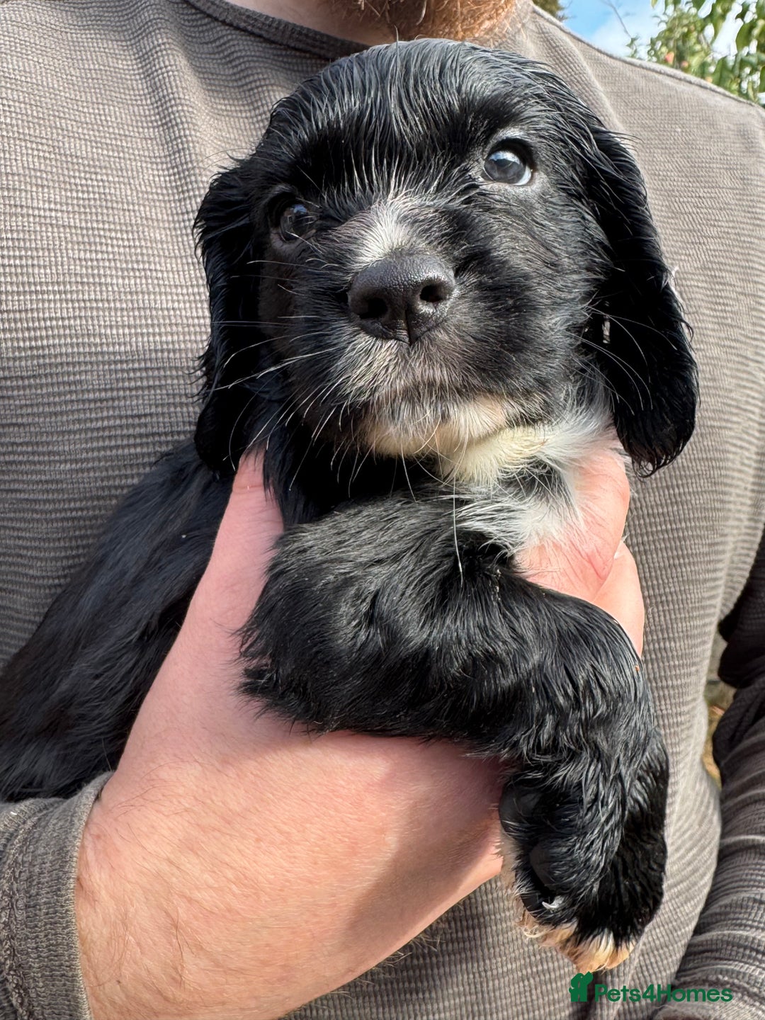 Cocker Spaniel dogs for sale: KC Reg – Fully Health Tested – Working Cocker Pups - Image 24