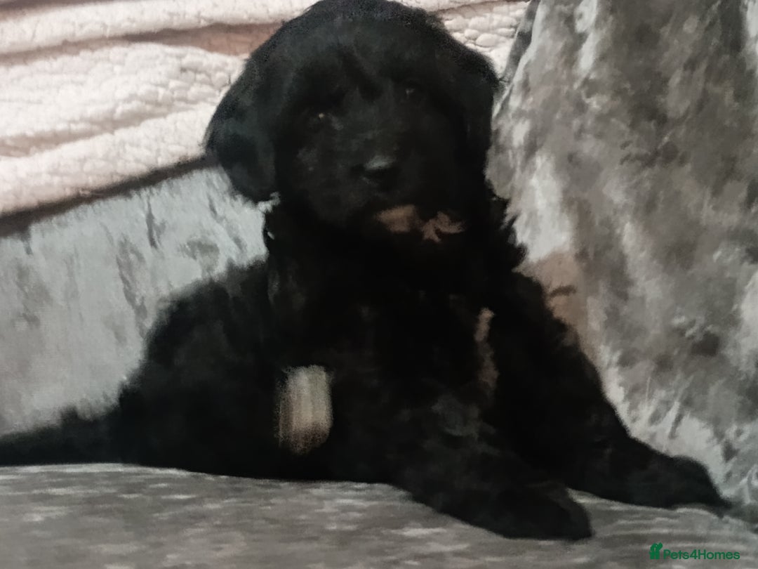 Toy Poodle dogs for sale: Toy poodle puppies  - Advert 3