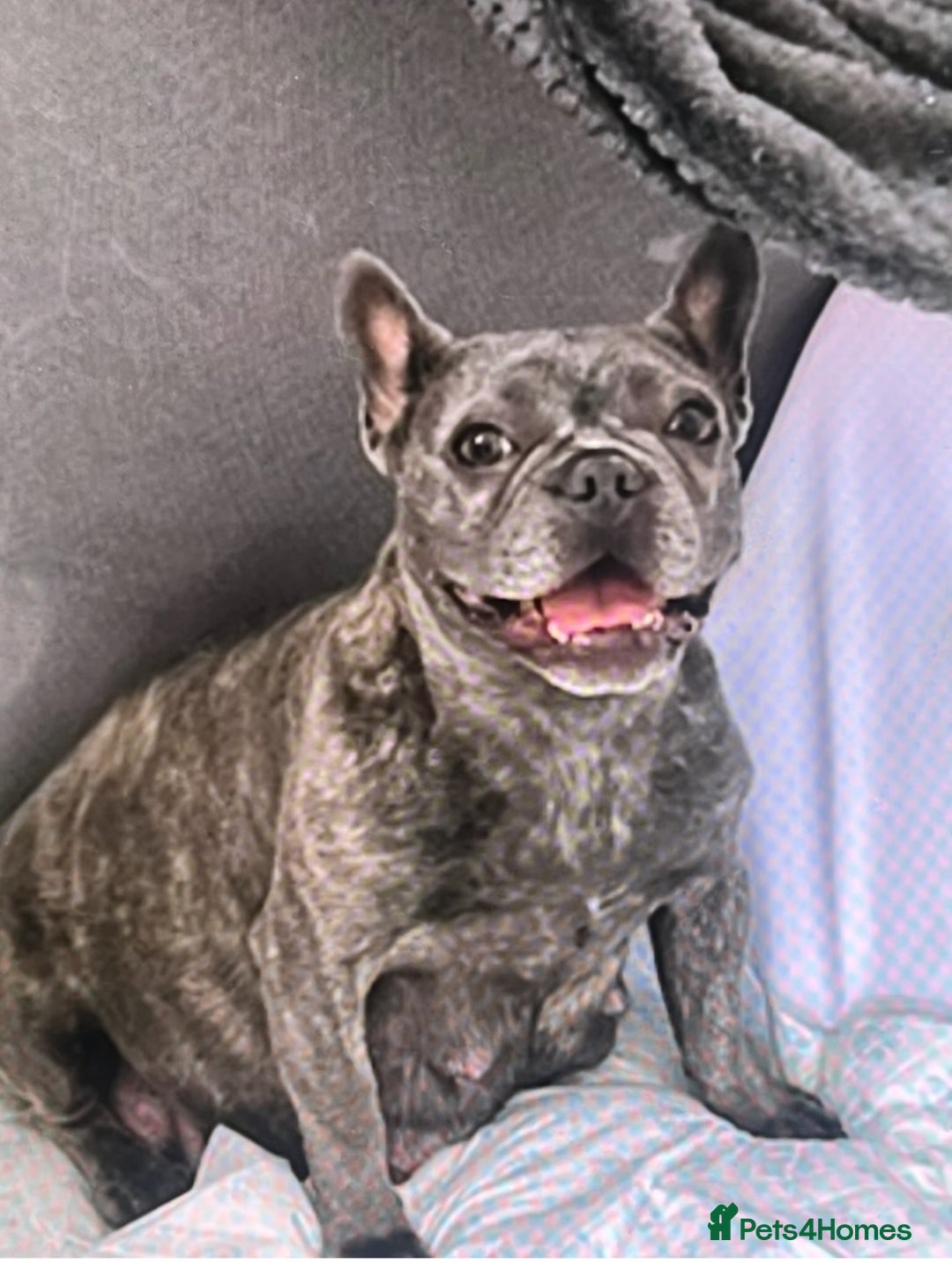 French Bulldog dogs for sale: Last frenchie left out of 6!!! - Advert 8