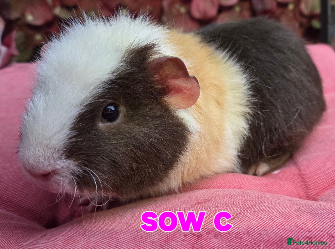 Guinea Pig rodents for sale: Pure BRED TEDDY SOWS  - Advert 7