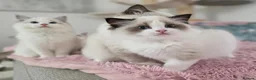 Ragdoll cats for sale: ✨️Champion European lines. Tica registered - Advert 7