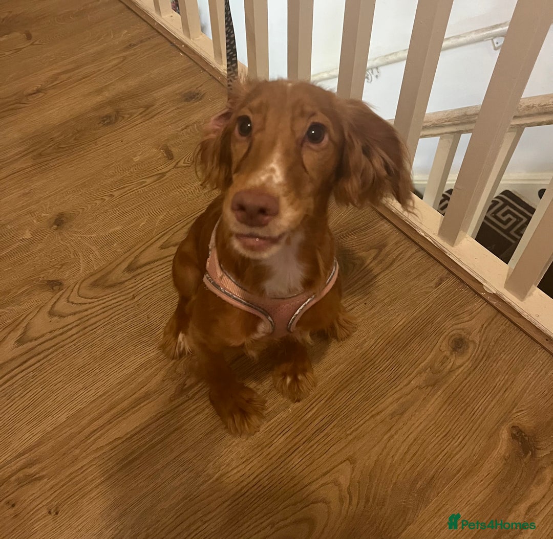 Cocker Spaniel dogs for sale: Beautiful Cocker Spaniels - Image 2