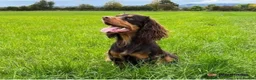 Cocker Spaniel dogs for stud: KC fully health tested working cocker spaniel  - Advert 1