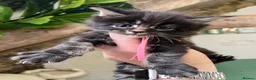 Maine Coon cats for sale: Stunning pedigree Maine coon kittens TICA - Advert 13