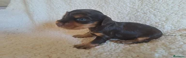 Cocker Spaniel 2