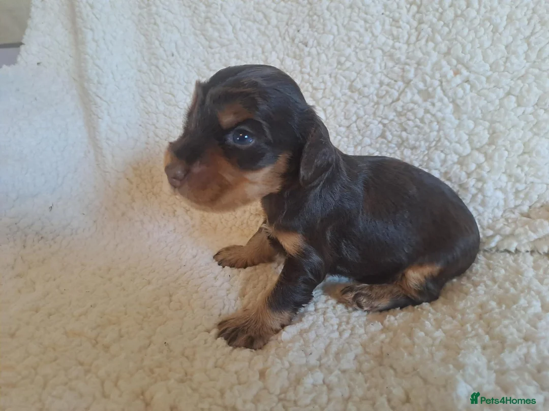 Cocker Spaniel dogs for sale: Gorgeous Show Type KC Cocker Spaniel Pups - Advert 12