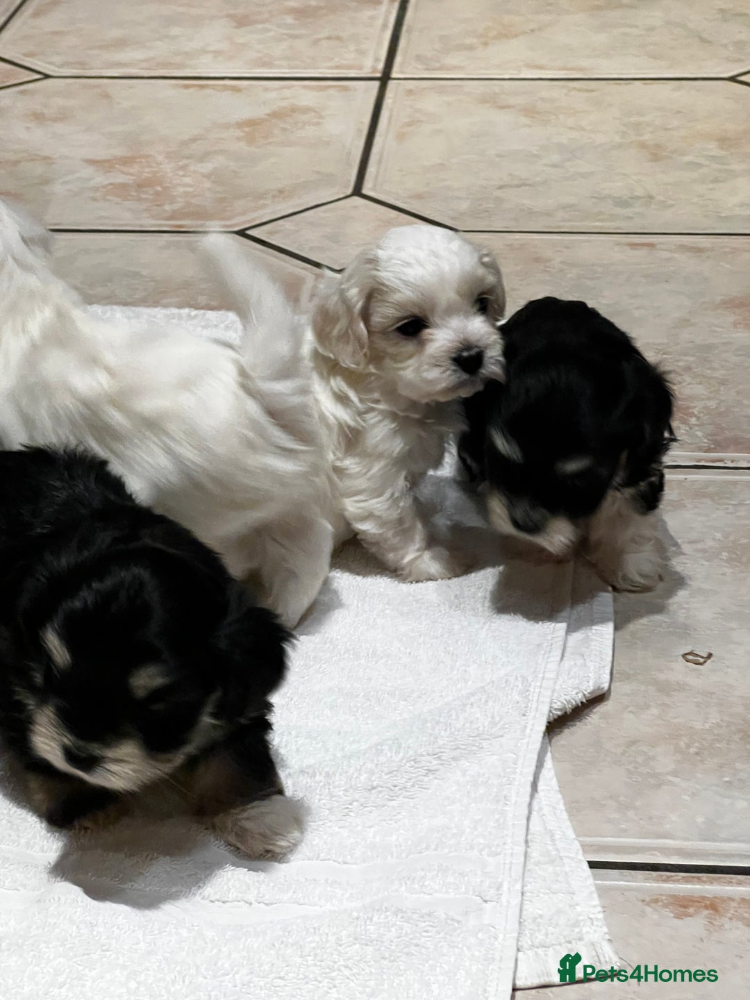 Bichon Frise dogs for sale: Bichon fries ready to go ! - Advert 5