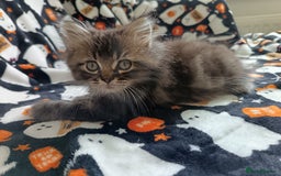 Mixed Breed cats for sale: Persian / Ragdoll boy - Image 3