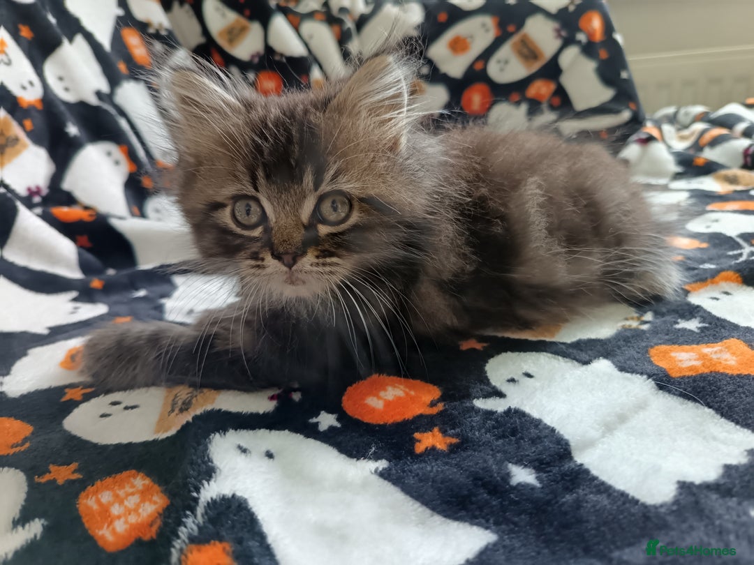 Mixed Breed cats for sale: Persian / Ragdoll boy - Image 3