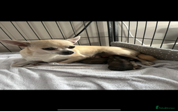 Chihuahua dogs for sale: Long haired chihuahuas READY TO LEAVE NOW. - Image 11