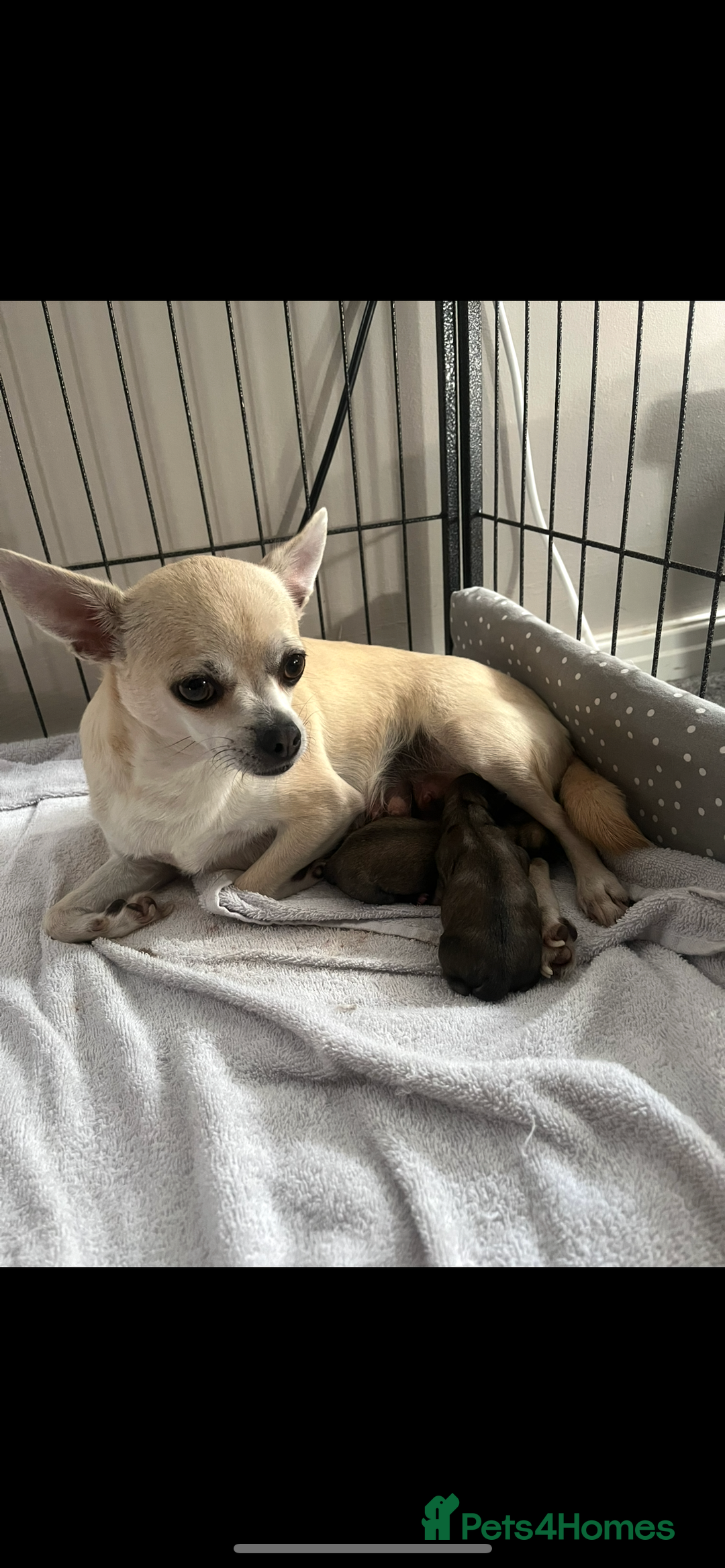 Chihuahua dogs for sale: Long haired chihuahuas READY TO LEAVE NOW. - Image 11