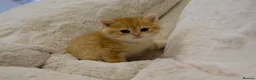 British Shorthair cats for sale: BSH Golden boys TICA Reg  - Advert 34