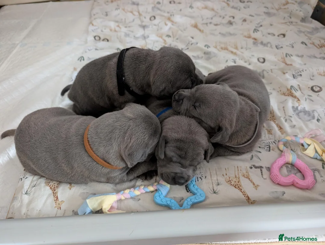 Staffordshire Bull Terrier dogs for sale: Staffordshire bull terrier - Advert 2