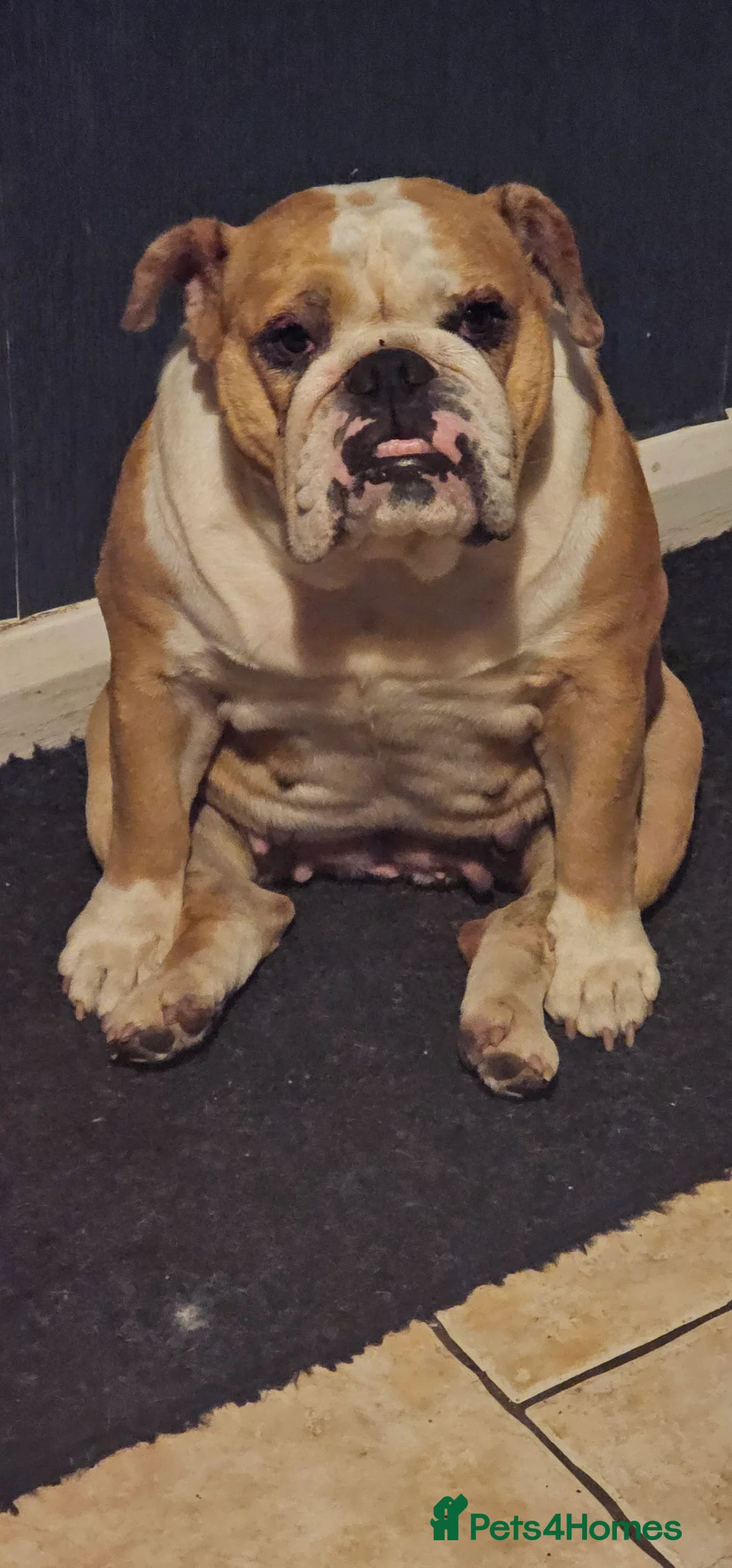 Old Tyme Bulldog dogs for sale: Bulldog - Advert 3