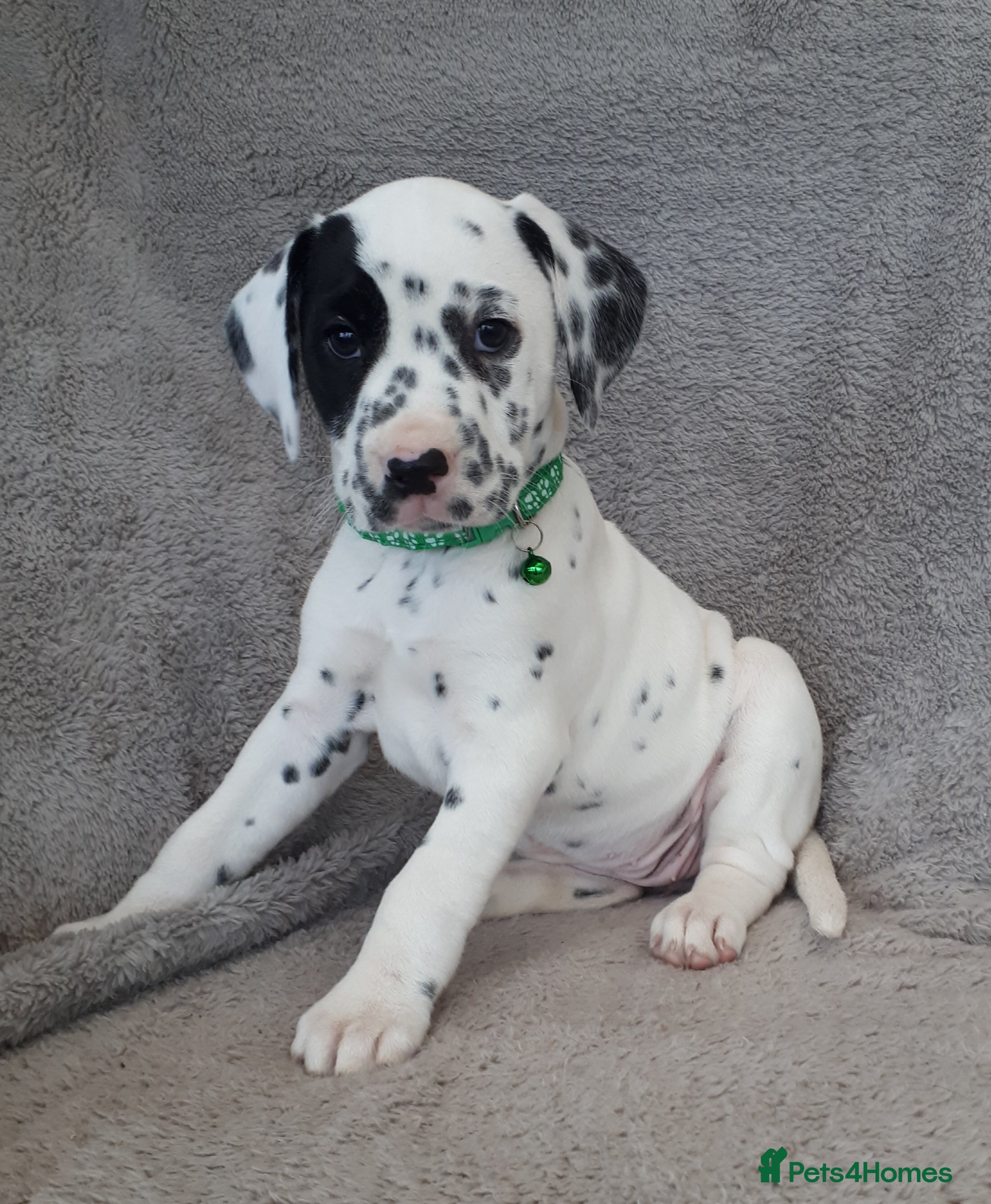 Dalmatian dogs Beautiful KC Reg LUA Dalmatian Pups - Advert 1