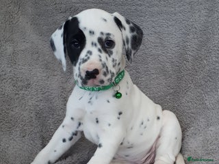 Dalmatian dogs Beautiful KC Reg LUA Dalmatian Pups - Advert 1