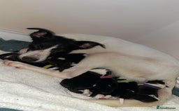 Mixed Breed dogs for sale: 🐾 Border Collie x Blue Heeler Puppies FOR SALE 🐾 - Image 14